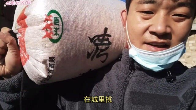 陕北大山人家,黑豆黄豆喜丰收,每一颗粮食都来之不易