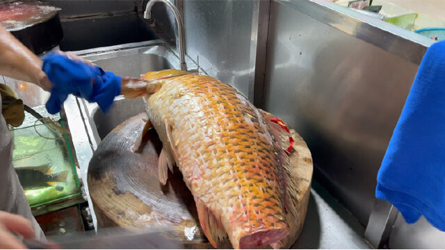 吃鱼生我就服横县15斤的黄肉鲤鱼切片横县鱼生越吃越有味