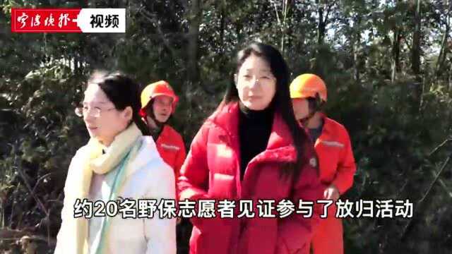 40只“舟山獐”野外放归,选择在慈溪和余姚是因为……