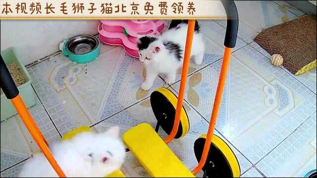 猫咪多大断奶?小猫几个月断奶?本视频长毛狮子猫北京免费领养【新手铲屎官教程之三】