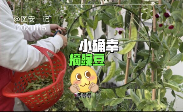 【图安一记】摘豌豆 小确幸的菜篮子