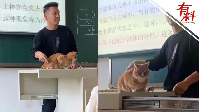 高校老师回应橘猫乱入课堂乖乖被当“教具”:尾巴摆动特别适合学生理解鞭梢效应