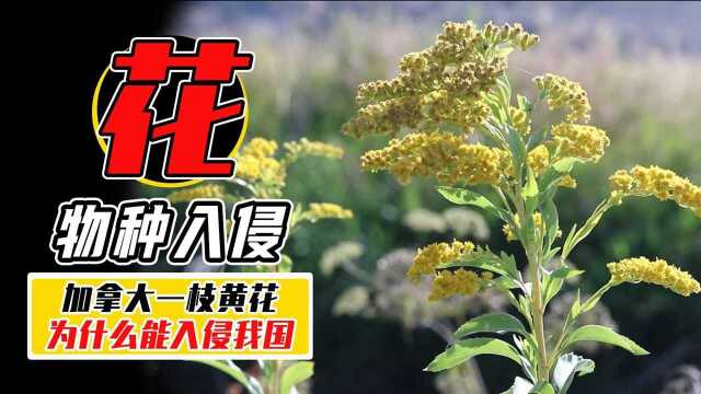 加拿大一枝黄花入侵多地,我们能用吃来解决问题吗?