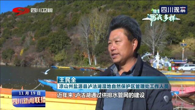 坚持绿色发展生态环境持续改善 四川省野生动物种群数量持续增多!