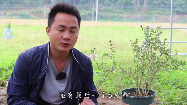 想养花又不懂养什么?那就养一盆它吧,开花好看还耐养