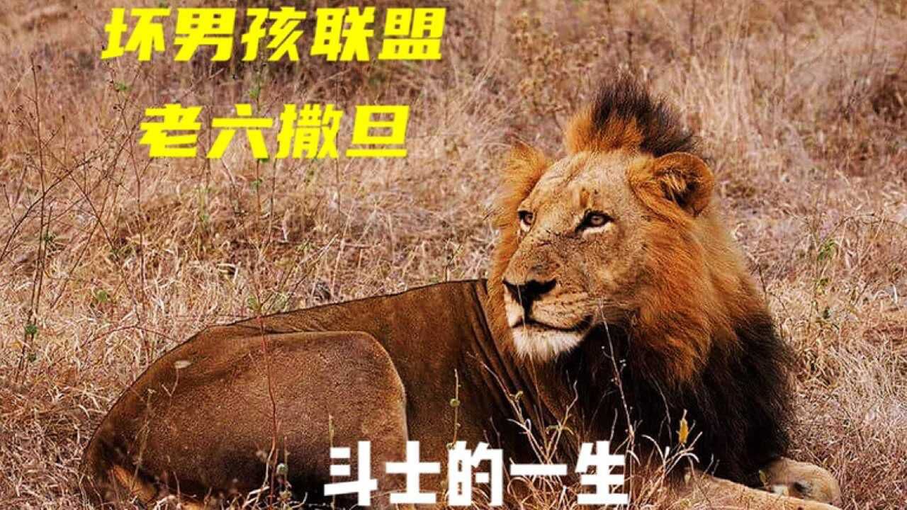 坏男孩老六撒旦t先生的故事,无愧于狮王的一生