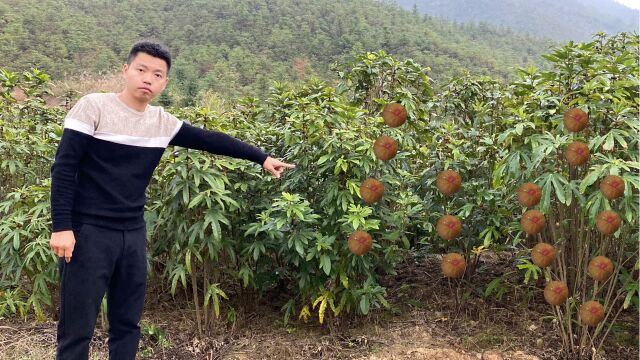 这种植物可谓全身上下都是宝,大叔才种50亩,3年收入200多万