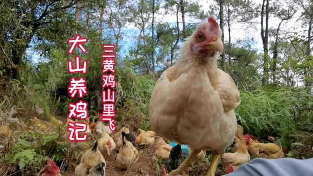 小伙子大山养鸡记,三黄鸡山里飞,可爱又讨人喜欢