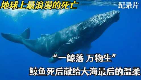 世上最浪漫的死亡！“一鲸落万物生”，鲸鱼献给大海最后的温柔！