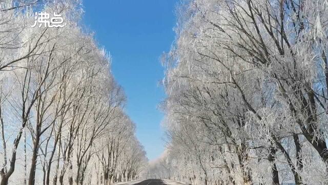 黑龙江黑河现雾凇奇观 蓝天映衬仿佛冰雪童话世界