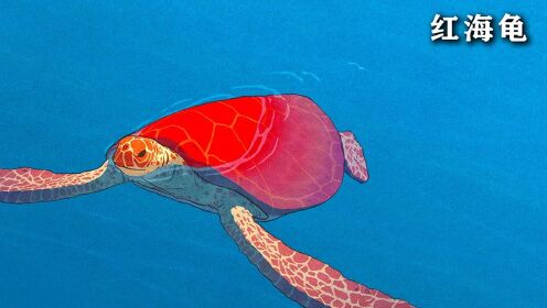 男人流落荒岛，与红海龟生了一个可爱的宝宝