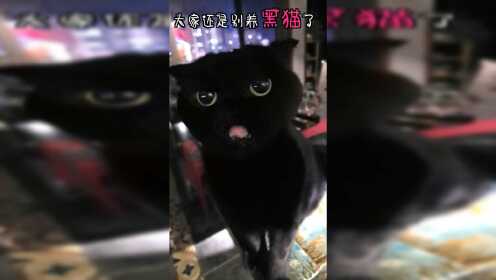 [图]大家千万别养黑猫了！