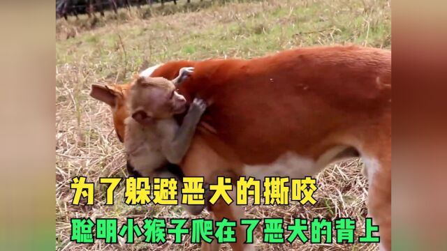 为了躲避恶犬的攻击,聪明的小狗子趴在了恶犬的背上,这才躲过了一劫