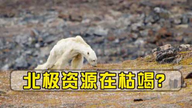 从去年烧到现在,北极泥炭火在50℃中燃烧,北极资源在枯竭