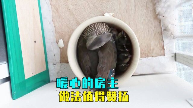 房主家来了不速之客,房主的做法很暖心