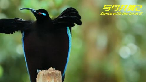 在鸟类世界中，它们是如何相亲的，每一只雄鸟都是灵魂舞者