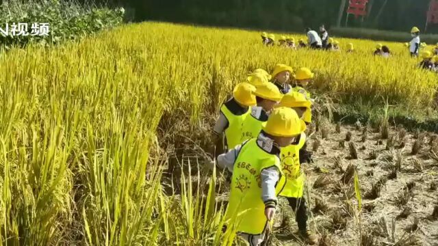 惠州坪山村欢乐稻场,引领当地乡村振兴