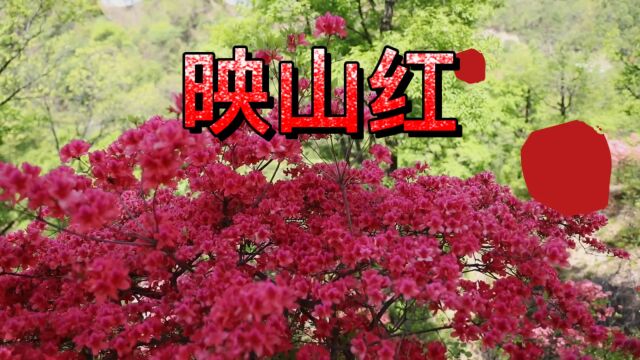 《映山红》这首红歌旋律优美大气,歌曲的精神陪伴着我们一代又一代