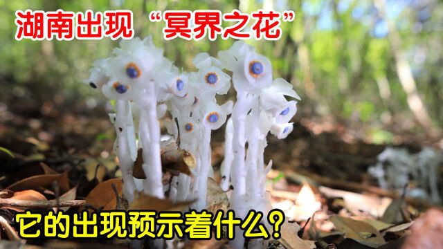 湖南惊现“冥界之花”,只在阴暗角落发光,它的出现有何寓意?