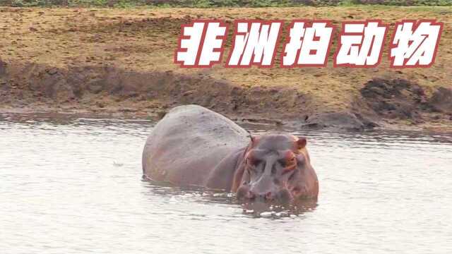 非洲拍动物,水陆两栖的河马在水里探头,眼神太霸气了