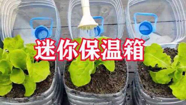 制作简单的迷你“保温箱”,让植物安全过冬