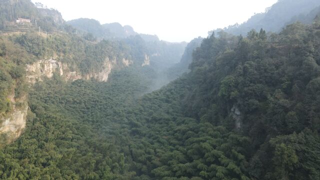 这片竹海像极了电影《十面埋伏》的场景,原生态未开发,值得去