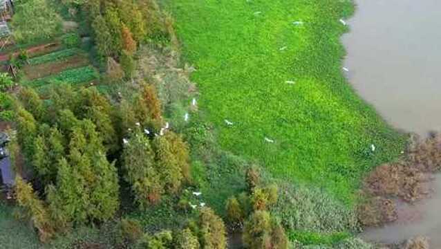 视频|担当全区试点,顺德陈村今年这样探索治水新机制