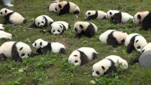 中国熊猫在日本爆火，36只熊猫幼崽排排坐，日本人直呼萌的受不了