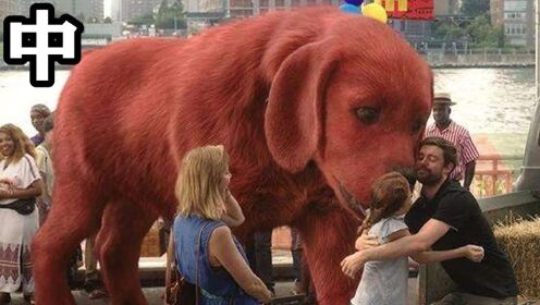 这只大红狗成精了，体型比大象都大，关键时刻还能挺身救人