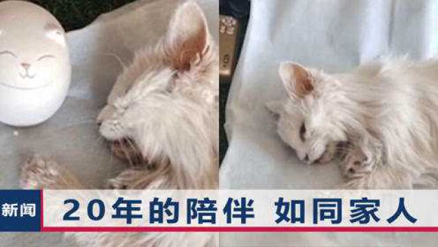 河北老人去世后猫咪绝食,弥留之际1表情令人心碎,将和主人葬在一处