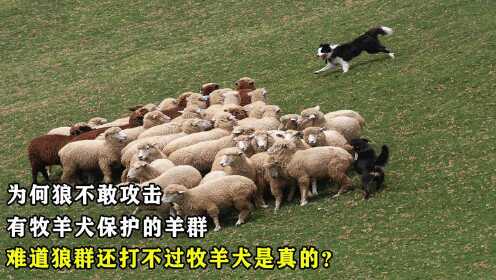 为何狼不敢攻击，有牧羊犬保护的羊群，狼群打不过牧羊犬是真的？