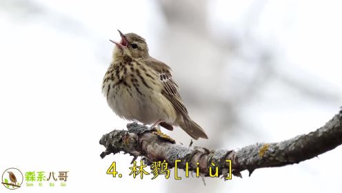 10种最好听的鸟叫声：莺啼燕语报新年