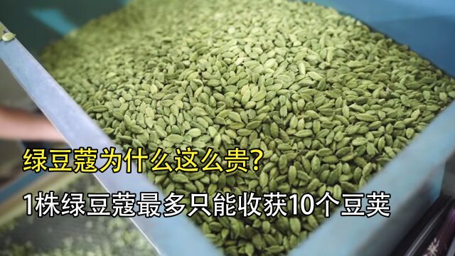 绿豆蔻为什么这么贵?只由人工采集,一株最多产出10个豆荚