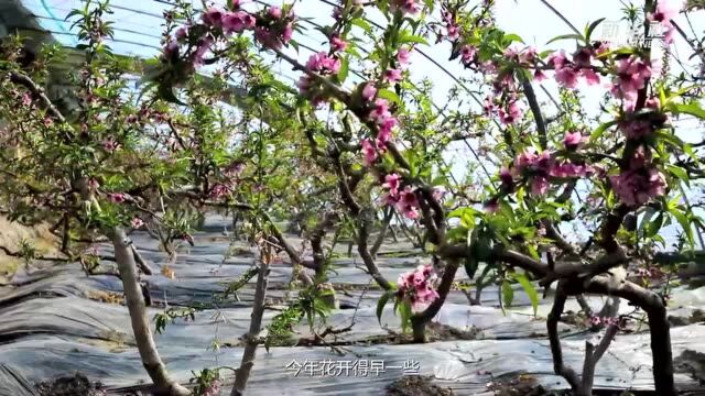 新疆吐鲁番:桃花灼灼报春来 早熟桃上市指日可待