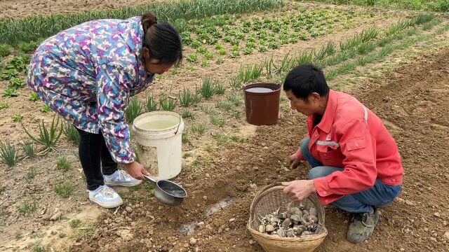 农村媳妇喜欢吃土豆,公婆把菜园也种上一片,自己动手丰衣足食