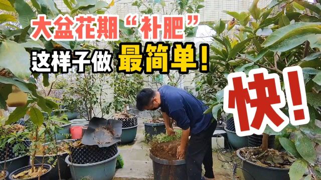 不想翻盆动土?盆栽“春肥”可以这样施,简单操作,效果真是好!