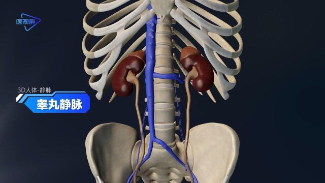 睾丸静脉人体3D带你透过皮肤看身体!【泽桥视频制作】