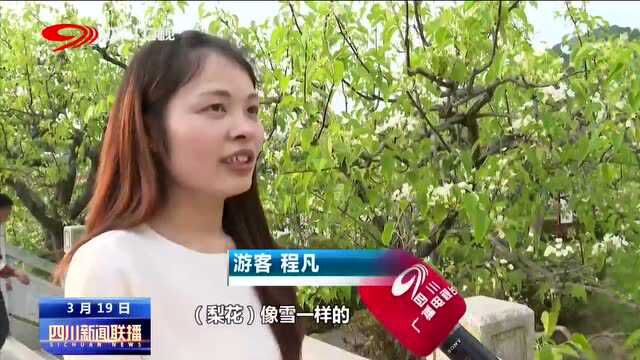 四川新闻联播丨苍溪:花舞梨乡 “美丽经济”引客来