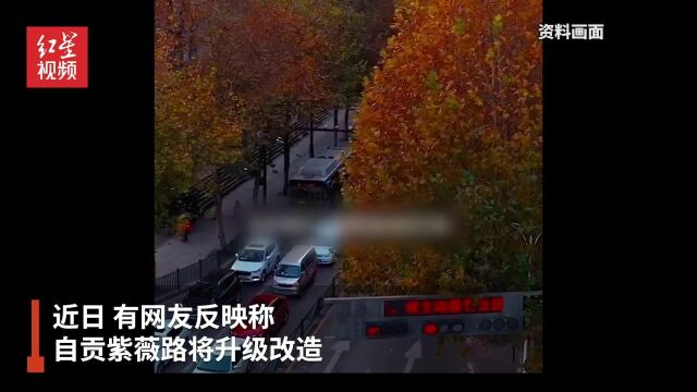 网曝自贡“梧桐大道”美景再也看不到了?官方:道路改造升级,梧桐将移栽