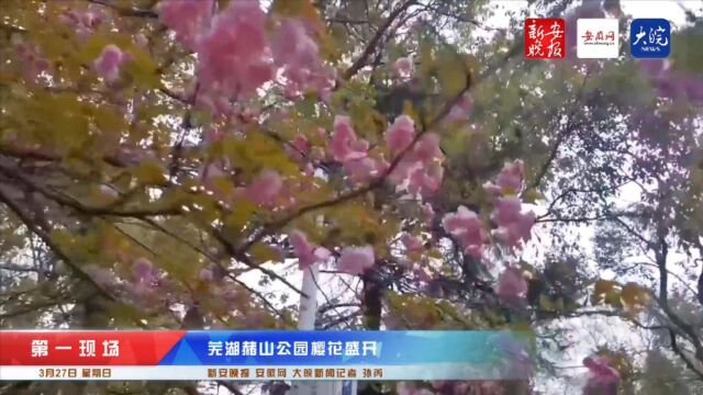 芜湖赭山公园樱花盛开