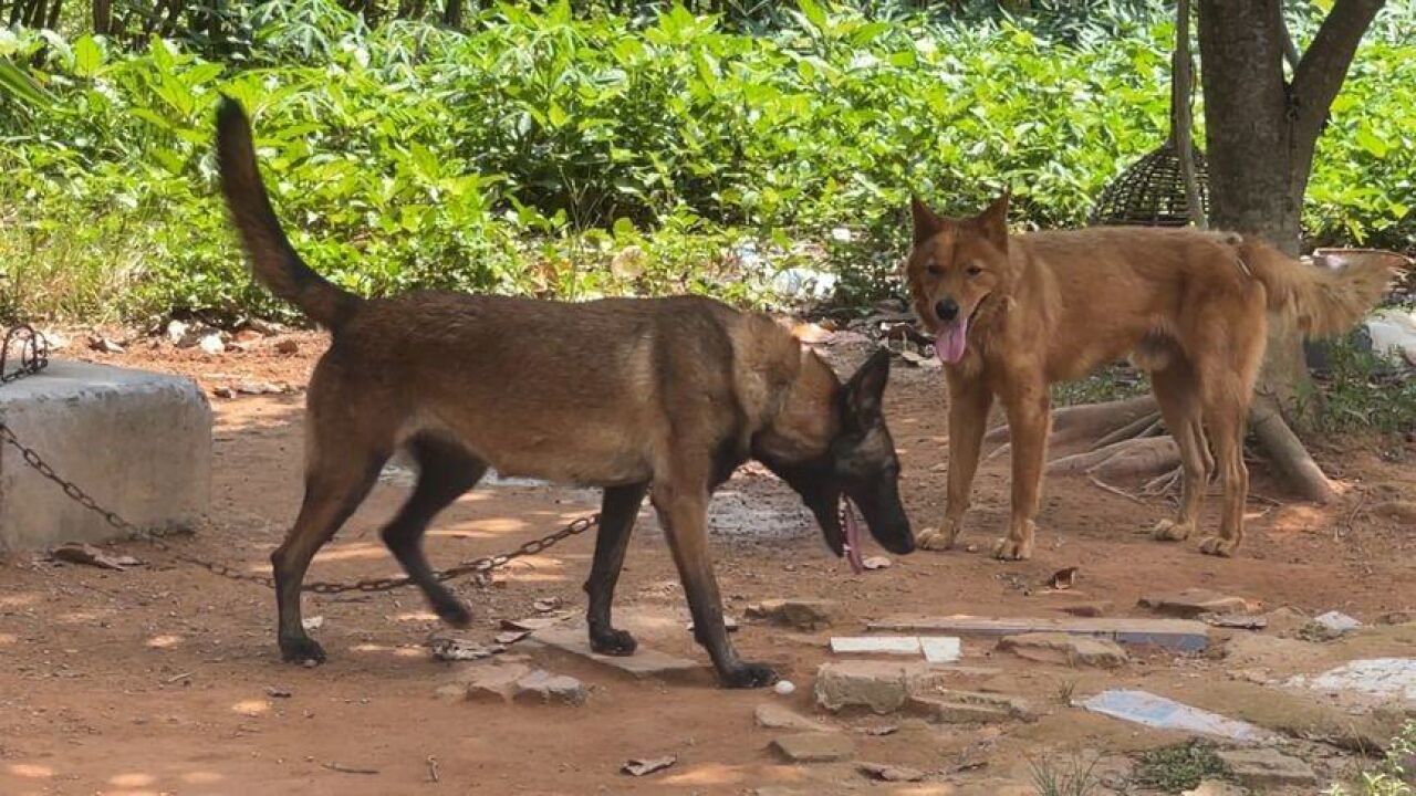 马犬发情,被公土狗偷配,马犬和土狗配狗,会生出啥样的狗?