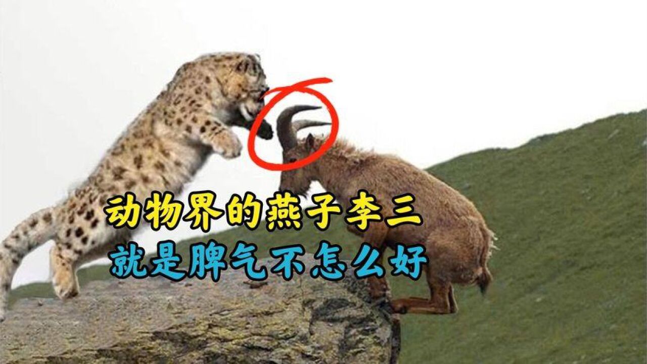 动物界的"燕子李三"飞檐走壁,就是脾气不怎么好
