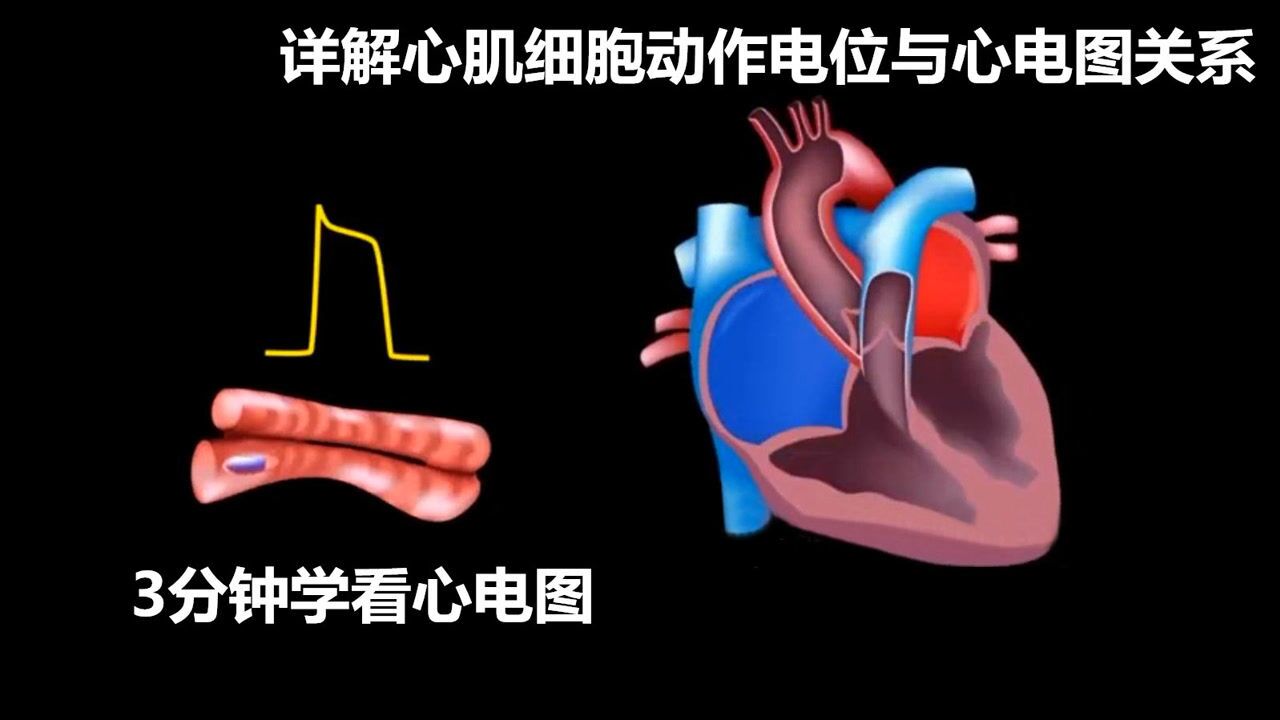 3分钟看懂心电图详解心肌细胞动作电位与心电图关系_高清