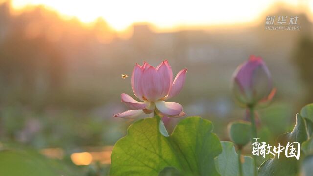 瞰中国ⷤ𙡦‘展新颜 |福建:荷花飘香 红色强村