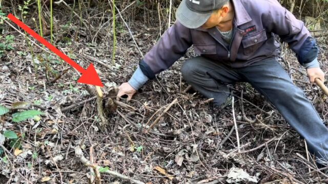 大叔砍柴发现一颗野生葛藤 看样子有几年了 挖起来一看万万没想到