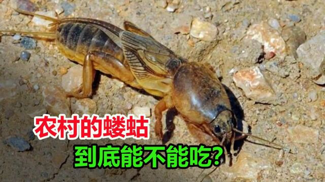 在农村常见的蝼蛄,被人们称“土狗子”,它到底能不能吃?