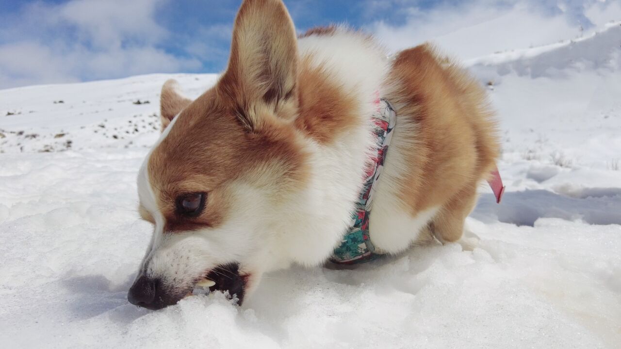 柯基:雪这东西可比狗粮好吃多了!