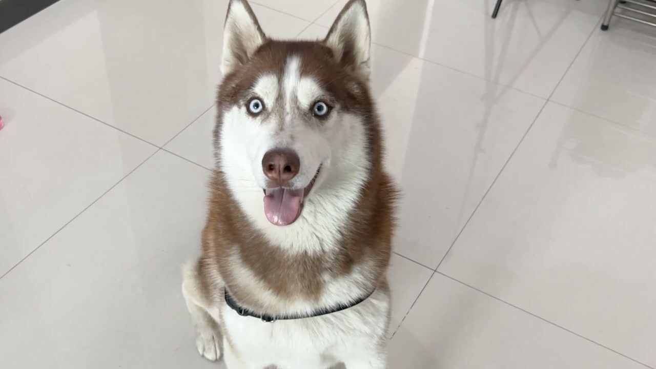 哈士奇:从开心到绝望,只需要几秒钟!