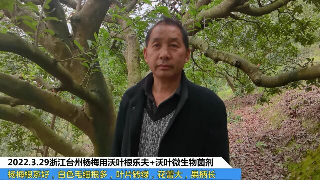 微生物菌剂浙江台州杨梅用夫沃施沃叶根乐夫+沃叶微生物菌剂根系好,白色毛细根多,叶片转绿,花蕾大,果柄长