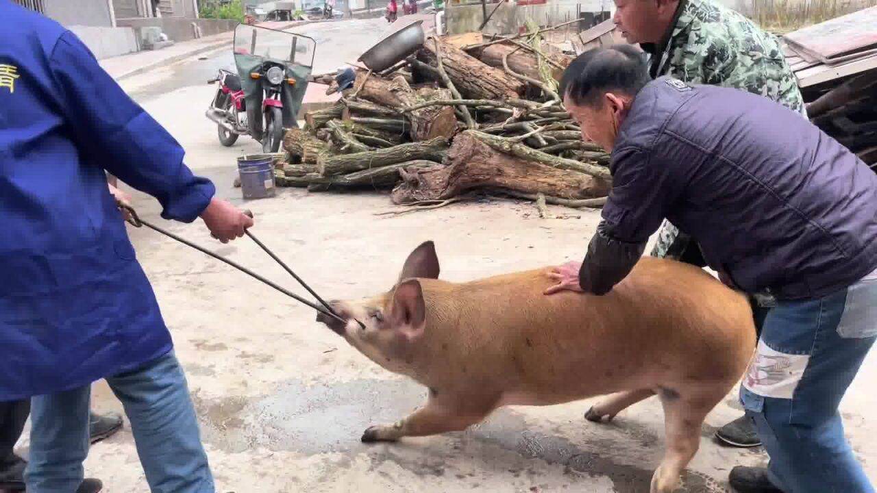 农村四位老汉杀猪,猪太赖皮了,前拽后推,虚心学习砍猪肉.